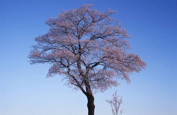 Quercus Robur — 스톡 사진