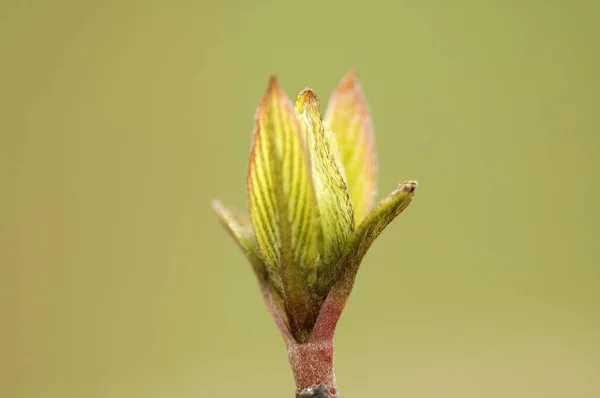 Genç Bırakır Cornus Alba — Stok fotoğraf