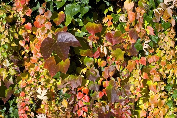 Colourful Autumn Leaves Fall Season — Stock Photo, Image