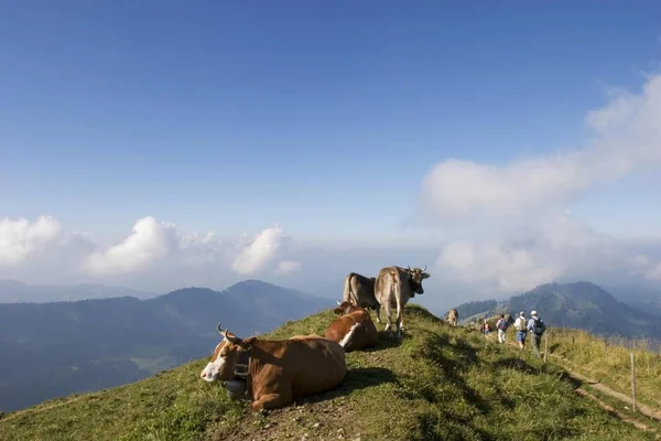 Vacas Excursionistas Las Montañas — Foto de Stock