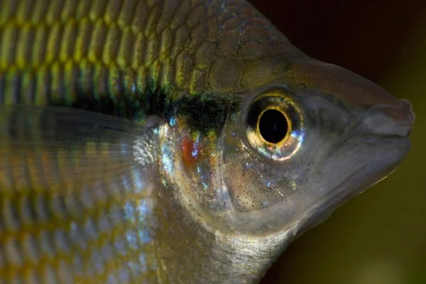 Goyder Folyó Kalászhal Sávos Szivárvány Hal Melanotaenia Trifasciata — Stock Fotó