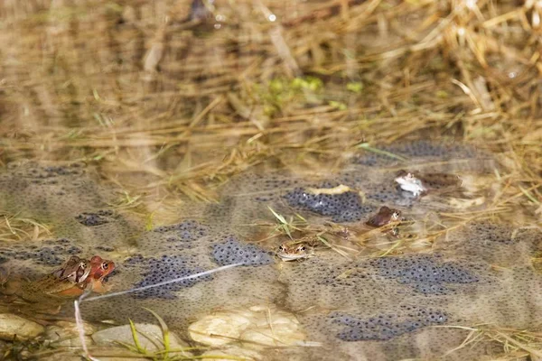 Desove Rana Rana Temporaria Agua Estanque — Foto de Stock