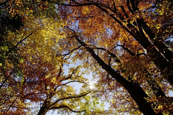 Parque Con Árboles Otoño Follaje Madera Bosque Concepto — Foto de Stock