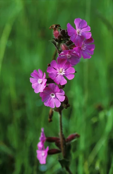 Red Campion Silene Dioica Almanya Closeup Doğada Fauna — Stok fotoğraf