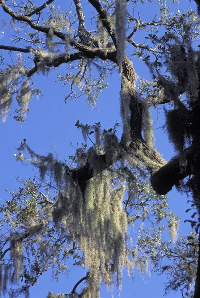 Spanyol Yosunu Tillandsia Usneoides Myakka River State Park Güneybatı Florida — Stok fotoğraf