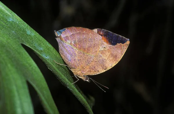Индийский Лист Kallima Paralekta Amplirufa Butterfly — стоковое фото