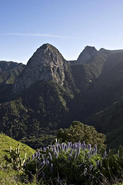 Groeiende Paarse Echium Acanthocarpum Bloemen Gomera Canarischeeilanden — Stockfoto