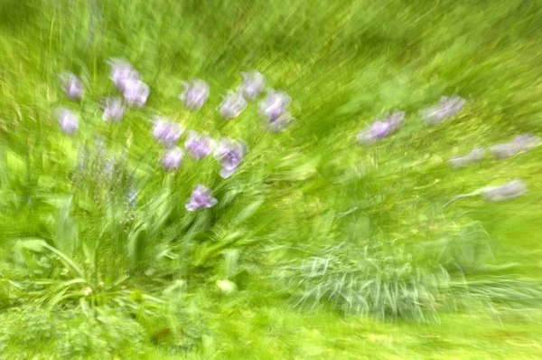 Lila Tulpen Blühen Auf Der Wiese — Stockfoto