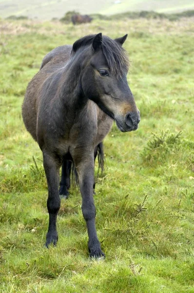 Parque Nacional Pony Dartmoor Devon Inglaterra —  Fotos de Stock