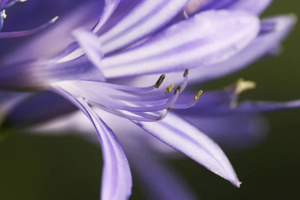 Flor Lily Agapanthus Azul — Foto de Stock