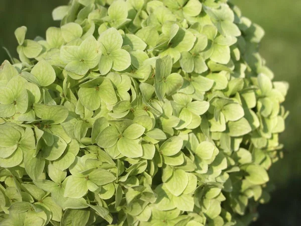 Bunga Umbel Dari Hydrangea Hydrangea Macrophylla — Stok Foto