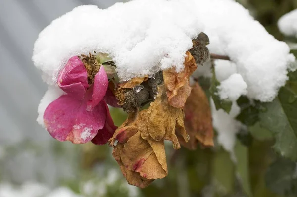 冬の最初の雪の発症で覆われて最後の庭バラ — ストック写真