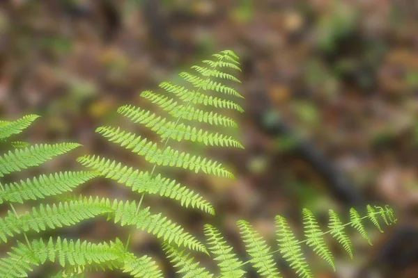 Helecho Dryopteris Oligodonta Gomera —  Fotos de Stock