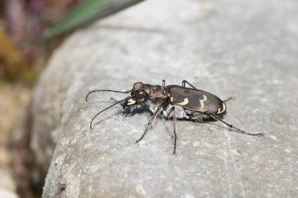 Besouro Tigre Cicindela Silvicola Baviera — Fotografia de Stock