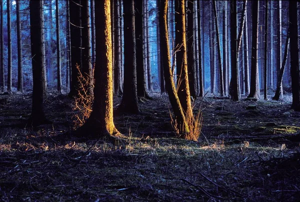 Ялина Ліс Вечірній Світло Німеччини — стокове фото