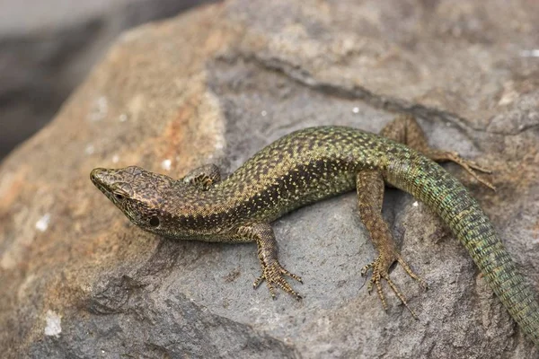 Lézard Madère Dans Nature — Photo