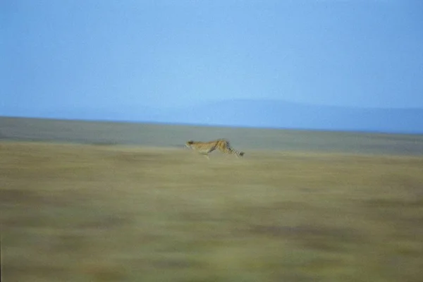 Ejecutar Guepardo Acinonyx Jubatus Distancia Masai Mara Kenia — Foto de Stock