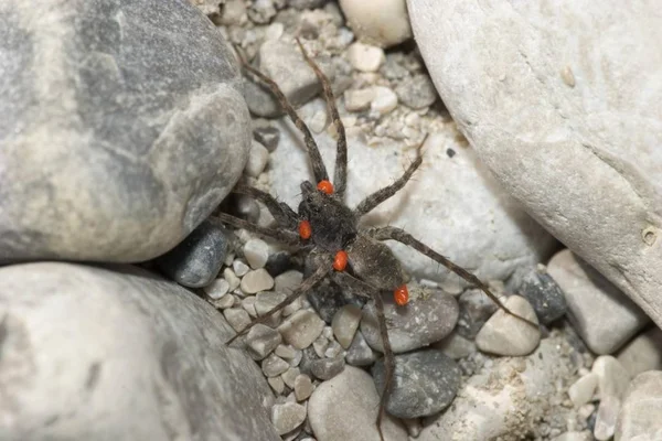 Wolf spider parasitized by red mites