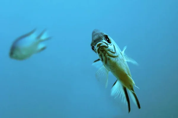 Közel Keleti Vörös Tenger Hosszú Állkapcsú Squirrelfish Sargocentron Spiniferum — Stock Fotó