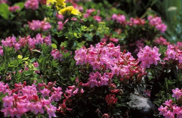 Rhododendron Hirsutum Slovenia Primo Piano Fauna Natura — Foto Stock