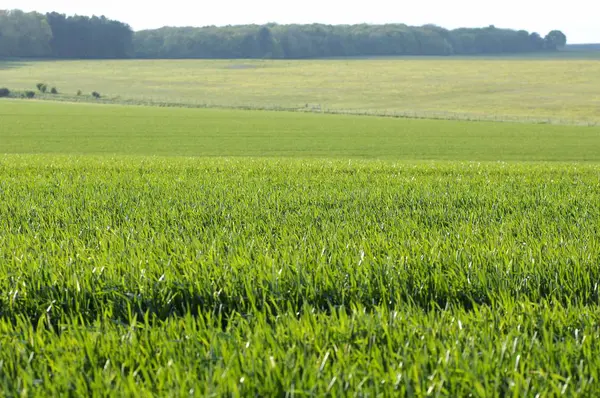 Зерно Поле Поруч Стоунхендж Вессекська Англії Великобританії — стокове фото