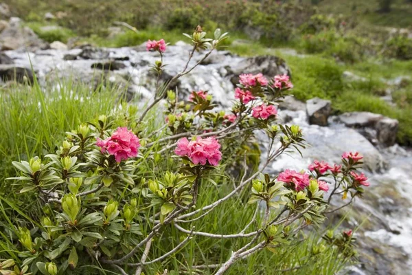 Rustbladet Alperose Rhododendron Ferrugineum Tyrol Autriche — Photo