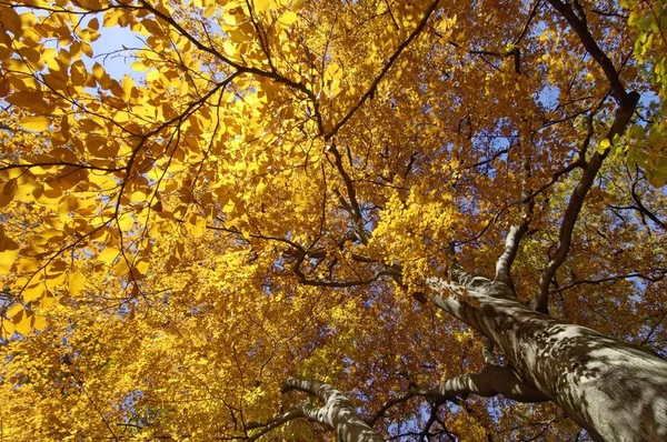 Park Ağaçlarda Sonbahar Sonbahar Yaprakları Ahşap Orman Kavramı Ile — Stok fotoğraf