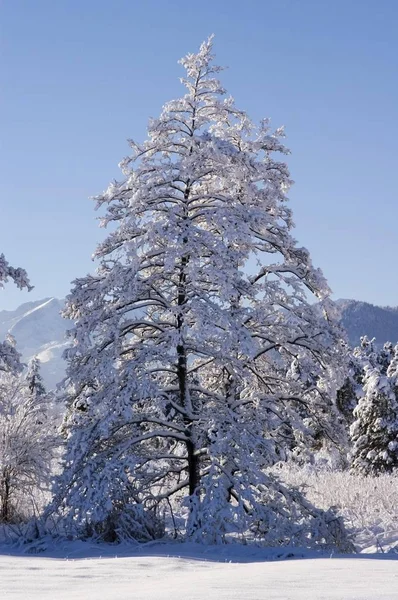 Sneeuw Bedekt Bomen Winter — Stockfoto