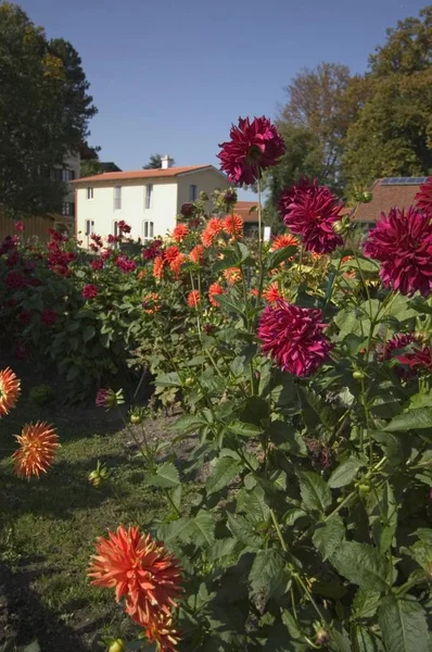 Blomma Trädgård Fiskarsamhälle Hus Fraueninsel Den Sjön Chiemsee Chiemgau Övre — Stockfoto