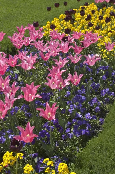 Ängen Våren Med Tulpaner Och Vårblommor — Stockfoto