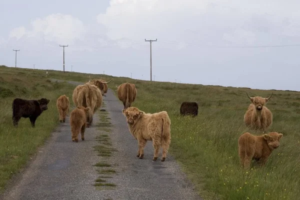 Scottish Highland Cattle Calfs Using Road — Stock Photo, Image