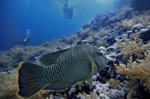 Oriente Medio Mar Rojo Napoleón Cheilinus Undulatus — Foto de Stock