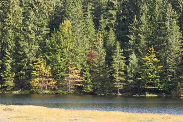 Kleiner Arbersee Lago Foresta Bavarese Germania — Foto Stock