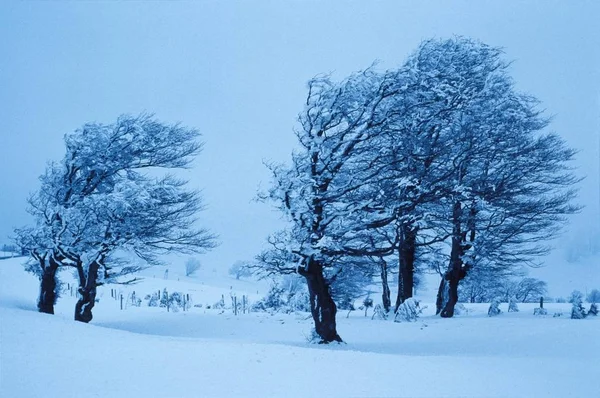 Faggi Durante Inverno Ventoso — Foto Stock