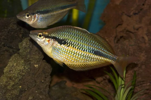 Гойдер Реки Rainbowfish Banded Rainbow Рыбы Melanotaenia Trifasciata — стоковое фото