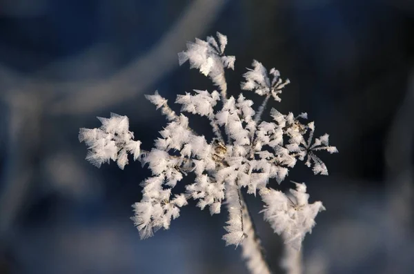 Hoar frost on plant