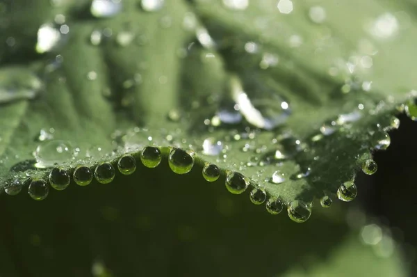 Krople Rosy Przywrotnik Zostawić Alchemilla Mollis — Zdjęcie stockowe