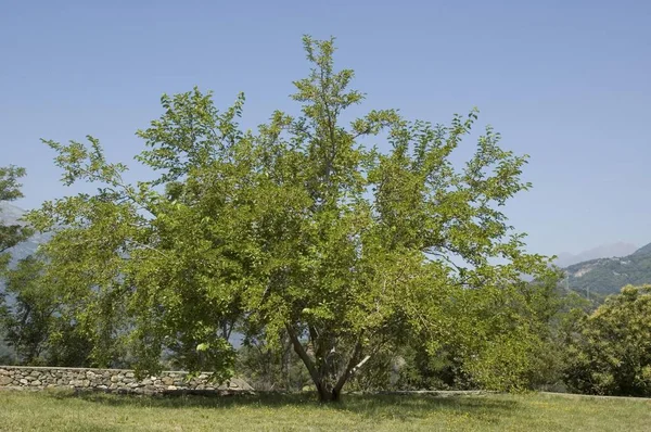 Maulbeerbaum Mora Negra Morus Nigra Alimento Oruga Seda —  Fotos de Stock