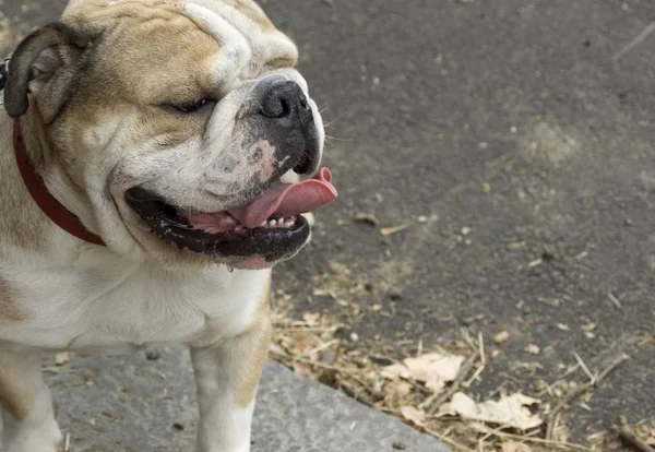 English bulldog dog with opened mouth at street