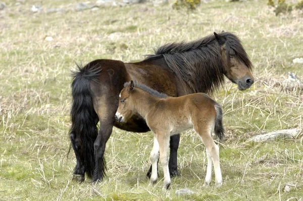 Poney Avec Poulain Parc National Dartmoor Devon Angleterre — Photo