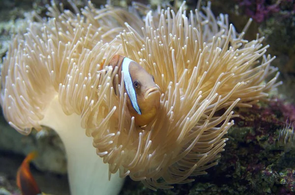 Clownfish Zeeanemonen Onderwater Foto — Stockfoto