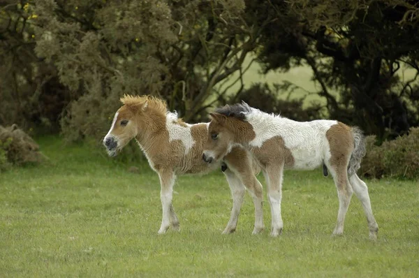 Shetland Poney Sud Ouest Angleterre — Photo