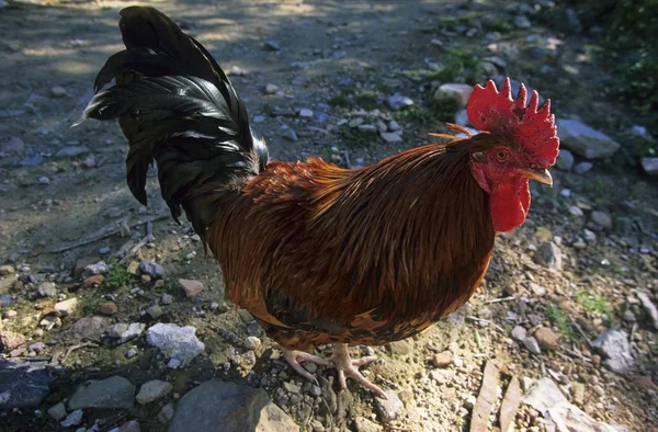 Maiorca Cazzo Piedi Nel Giardino Campagna — Foto Stock