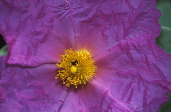 Белый Leaved Рок Rose Cistus Albidus Франции — стоковое фото