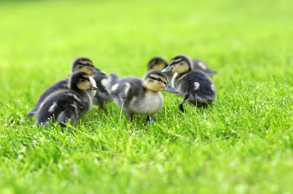 Filhotes Pato Selvagem Mallard Anas Platyrhyncos — Fotografia de Stock