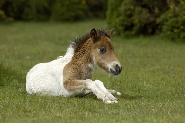 英格兰南部的设得兰群岛小马 — 图库照片