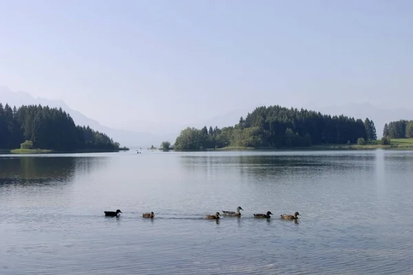 Lago Forggensee Allgu Baviera Alemanha — Fotografia de Stock