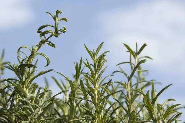 로즈마리 Rosmarinus Officinalis — 스톡 사진