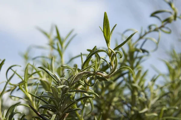 로즈마리 Rosmarinus Officinalis — 스톡 사진