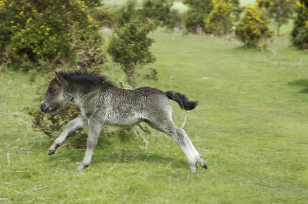 Shetland Pony Inghilterra Sud Occidentale — Foto Stock